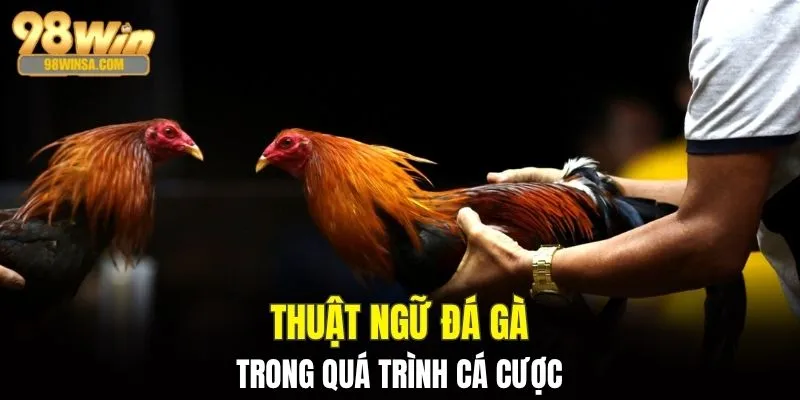 Thuật Ngữ Đá Gà - Top Cụm Từ Xuất Hiện Trong Trận Chiến 4 Cá cược dễ dàng với thuật ngữ đá gà chuẩn