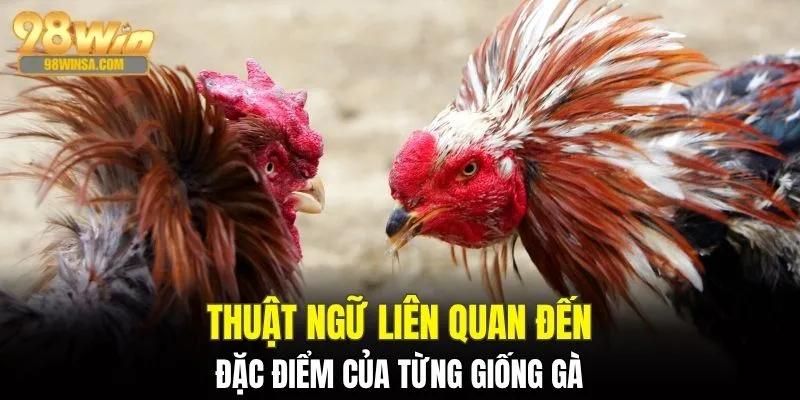 Thuật Ngữ Đá Gà - Top Cụm Từ Xuất Hiện Trong Trận Chiến 3 Cụm từ rút gọn được dùng để miêu tả thể loại gà