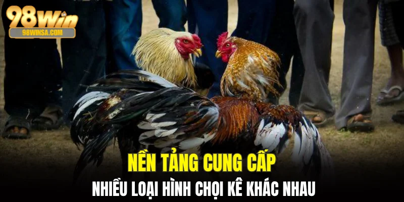 Đá Gà 98WIN: Nền Tảng Giải Trí Uy Tín Top Đầu Châu Á 2 Nền tảng cung cấp nhiều loại hình chọi kê khác nhau