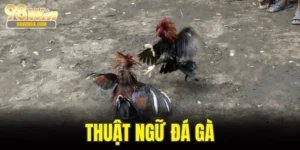 Thuật Ngữ Đá Gà - Top Cụm Từ Xuất Hiện Trong Trận Chiến