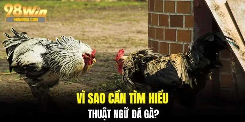 Thuật Ngữ Đá Gà - Top Cụm Từ Xuất Hiện Trong Trận Chiến 2 Ý nghĩa của thuật ngữ đá gà đối với người chơi